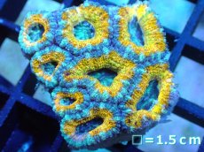 画像1: 【サンゴ】【通販】【オーストラリア産】カクオオトゲキクメイシ (Yellow/Ultra)（個体販売）No.81（生体）（サンゴ） (1)