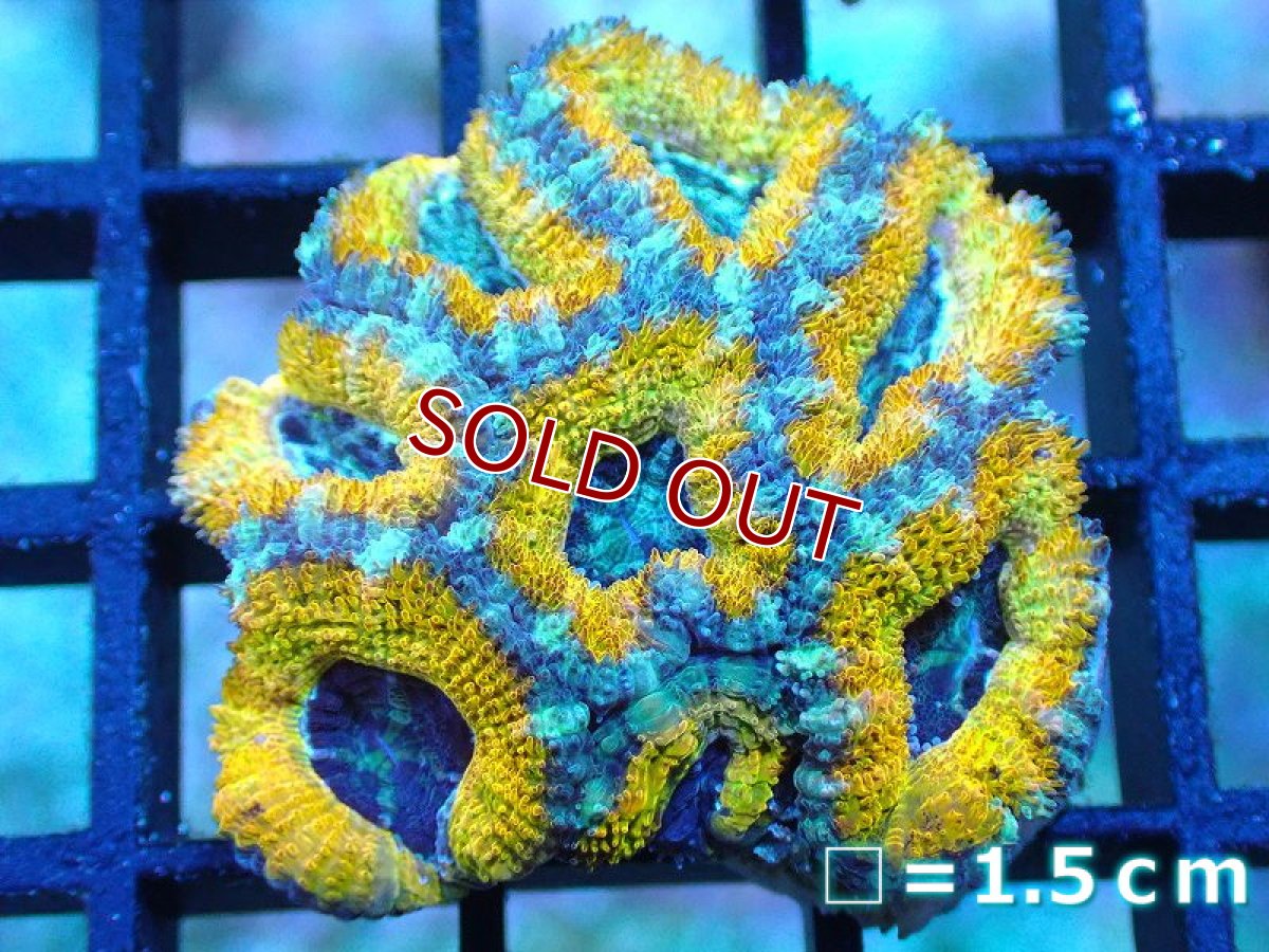画像1: 【サンゴ】【通販】【オーストラリア産】カクオオトゲキクメイシ (Yellow/Ultra)（個体販売）No.82（生体）（サンゴ） (1)