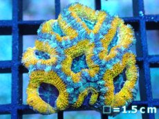 画像1: 【サンゴ】【通販】【オーストラリア産】カクオオトゲキクメイシ (Yellow/Ultra)（個体販売）No.82（生体）（サンゴ） (1)