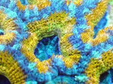 画像2: 【サンゴ】【通販】【オーストラリア産】カクオオトゲキクメイシ (Yellow/Ultra)（個体販売）No.82（生体）（サンゴ） (2)
