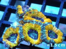 画像1: 【サンゴ】【通販】【オーストラリア産】カクオオトゲキクメイシ (Yellow/Ultra)（個体販売）No.83（生体）（サンゴ） (1)