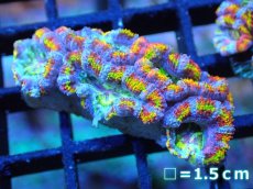 画像1: 【サンゴ】【通販】【オーストラリア産】カクオオトゲキクメイシ (Rainbow)（個体販売）No.84（生体）（サンゴ） (1)