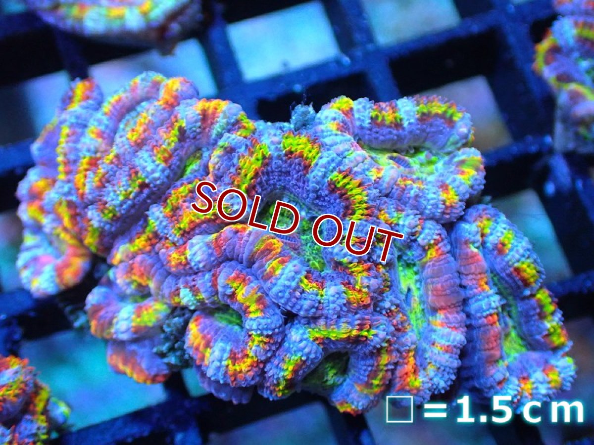画像1: 【サンゴ】【通販】【オーストラリア産】カクオオトゲキクメイシ (Rainbow)（個体販売）No.85（生体）（サンゴ） (1)