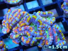画像1: 【サンゴ】【通販】【オーストラリア産】カクオオトゲキクメイシ (Rainbow)（個体販売）No.85（生体）（サンゴ） (1)