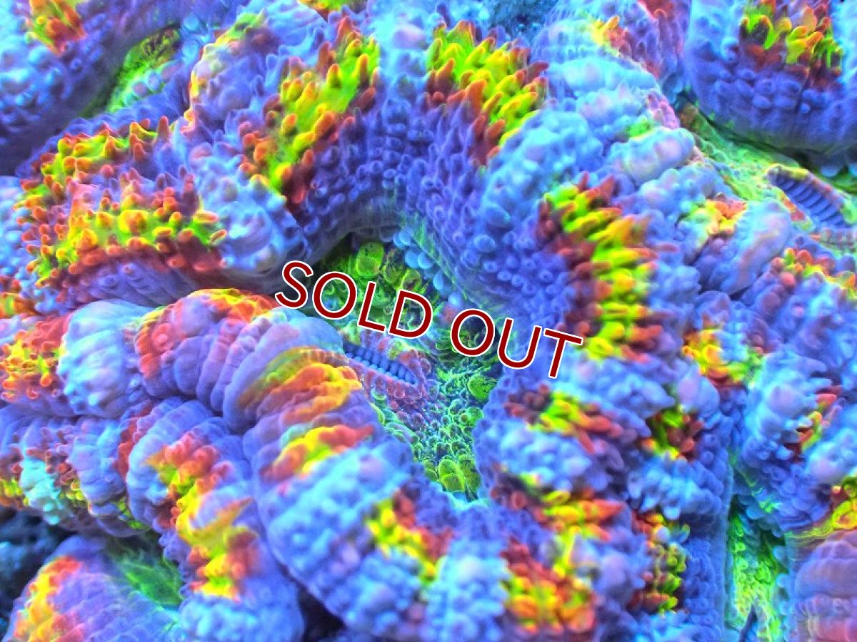 画像2: 【サンゴ】【通販】【オーストラリア産】カクオオトゲキクメイシ (Rainbow)（個体販売）No.85（生体）（サンゴ） (2)