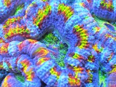 画像2: 【サンゴ】【通販】【オーストラリア産】カクオオトゲキクメイシ (Rainbow)（個体販売）No.85（生体）（サンゴ） (2)
