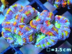 画像1: 【サンゴ】【通販】【オーストラリア産】カクオオトゲキクメイシ (Rainbow)（個体販売）No.86（生体）（サンゴ） (1)
