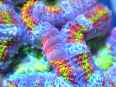 画像2: 【サンゴ】【通販】【オーストラリア産】カクオオトゲキクメイシ (Rainbow)（個体販売）No.86（生体）（サンゴ） (2)