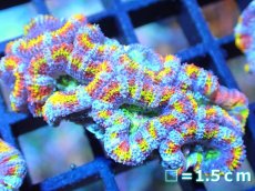 画像1: 【サンゴ】【通販】【オーストラリア産】カクオオトゲキクメイシ (Rainbow)（個体販売）No.87（生体）（サンゴ） (1)
