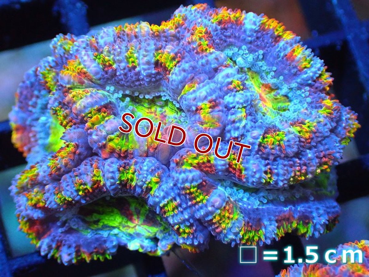 画像1: 【サンゴ】【通販】【オーストラリア産】カクオオトゲキクメイシ (Rainbow)（個体販売）No.88（生体）（サンゴ） (1)