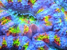 画像2: 【サンゴ】【通販】【オーストラリア産】カクオオトゲキクメイシ (Rainbow)（個体販売）No.88（生体）（サンゴ） (2)