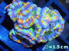 画像1: 【サンゴ】【通販】【オーストラリア産】カクオオトゲキクメイシ (Rainbow)（個体販売）No.89（生体）（サンゴ） (1)
