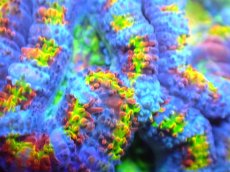 画像2: 【サンゴ】【通販】【オーストラリア産】カクオオトゲキクメイシ (Rainbow)（個体販売）No.89（生体）（サンゴ） (2)