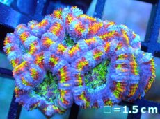 画像1: 【サンゴ】【通販】【オーストラリア産】カクオオトゲキクメイシ (Rainbow)（個体販売）No.90（生体）（サンゴ） (1)