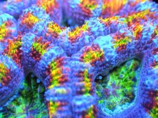 画像2: 【サンゴ】【通販】【オーストラリア産】カクオオトゲキクメイシ (Rainbow)（個体販売）No.90（生体）（サンゴ） (2)