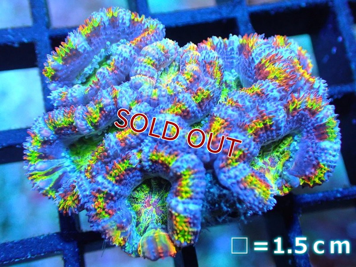 画像1: 【サンゴ】【通販】【オーストラリア産】カクオオトゲキクメイシ (Rainbow)（個体販売）No.91（生体）（サンゴ） (1)