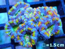 画像1: 【サンゴ】【通販】【オーストラリア産】カクオオトゲキクメイシ (Rainbow)（個体販売）No.91（生体）（サンゴ） (1)