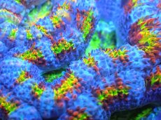 画像2: 【サンゴ】【通販】【オーストラリア産】カクオオトゲキクメイシ (Rainbow)（個体販売）No.91（生体）（サンゴ） (2)