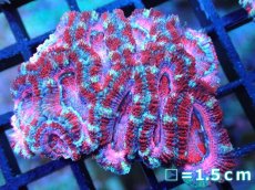 画像1: 【サンゴ】【通販】【オーストラリア産】カクオオトゲキクメイシ (Pink/Ultra)（個体販売）No.92（生体）（サンゴ） (1)
