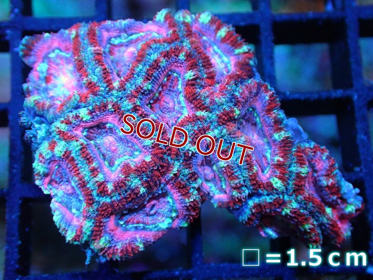 画像1: 【サンゴ】【通販】【オーストラリア産】カクオオトゲキクメイシ (Pink/Ultra)（個体販売）No.93（生体）（サンゴ） (1)