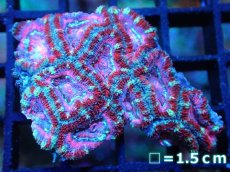 画像1: 【サンゴ】【通販】【オーストラリア産】カクオオトゲキクメイシ (Pink/Ultra)（個体販売）No.93（生体）（サンゴ） (1)