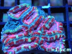 画像1: 【サンゴ】【通販】【オーストラリア産】カクオオトゲキクメイシ (Pink/Ultra)（個体販売）No.94（生体）（サンゴ） (1)