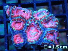 画像1: 【サンゴ】【通販】【オーストラリア産】カクオオトゲキクメイシ (Pink/Ultra)（個体販売）No.95（生体）（サンゴ） (1)