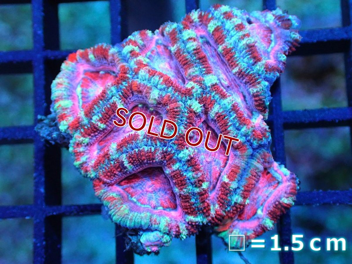 画像1: 【サンゴ】【通販】【オーストラリア産】カクオオトゲキクメイシ (Pink/Ultra)（個体販売）No.97（生体）（サンゴ） (1)