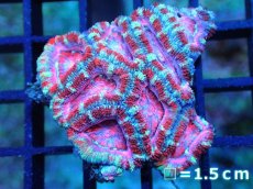 画像1: 【サンゴ】【通販】【オーストラリア産】カクオオトゲキクメイシ (Pink/Ultra)（個体販売）No.97（生体）（サンゴ） (1)