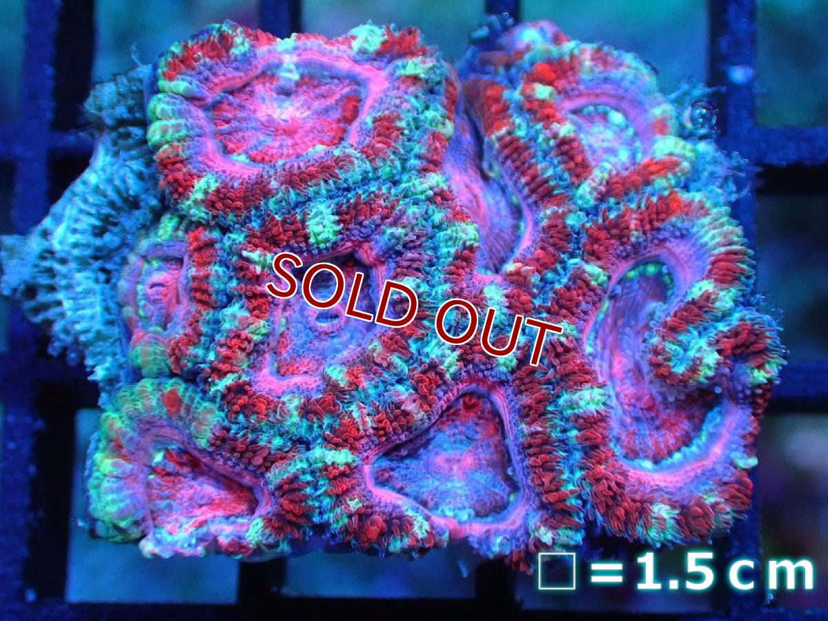 画像1: 【サンゴ】【通販】【オーストラリア産】カクオオトゲキクメイシ (Pink/Ultra)（個体販売）No.98（生体）（サンゴ） (1)