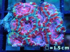 画像1: 【サンゴ】【通販】【オーストラリア産】カクオオトゲキクメイシ (Pink/Ultra)（個体販売）No.98（生体）（サンゴ） (1)