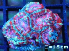 画像1: 【サンゴ】【通販】【オーストラリア産】カクオオトゲキクメイシ (Pink/Ultra)（個体販売）No.99（生体）（サンゴ） (1)