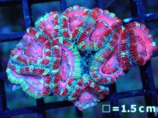 画像1: 【サンゴ】【通販】【オーストラリア産】カクオオトゲキクメイシ (Pink/Ultra)（個体販売）No.100（生体）（サンゴ） (1)
