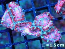 画像1: 【サンゴ】【通販】【オーストラリア産】カクオオトゲキクメイシ (Pink/Ultra)（個体販売）No.101（生体）（サンゴ） (1)