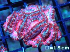画像1: 【サンゴ】【通販】【オーストラリア産】カクオオトゲキクメイシ (Pink/Ultra)（個体販売）No.102（生体）（サンゴ） (1)