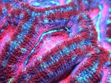 画像2: 【サンゴ】【通販】【オーストラリア産】カクオオトゲキクメイシ (Pink/Ultra)（個体販売）No.102（生体）（サンゴ） (2)