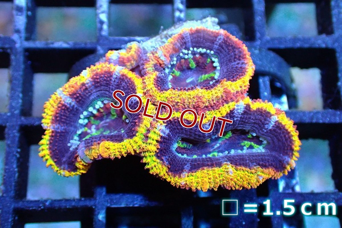 画像1: 【サンゴ】【通販】【オーストラリア産】カクオオトゲキクメイシ (Rainbow)（個体販売）No.103（生体）（サンゴ） (1)