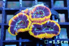 画像1: 【サンゴ】【通販】【オーストラリア産】カクオオトゲキクメイシ (Rainbow)（個体販売）No.103（生体）（サンゴ） (1)