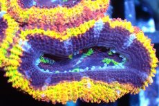 画像2: 【サンゴ】【通販】【オーストラリア産】カクオオトゲキクメイシ (Rainbow)（個体販売）No.103（生体）（サンゴ） (2)