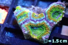 画像1: 【サンゴ】【通販】【オーストラリア産】カクオオトゲキクメイシ (Yellow・Green/Ultra)（個体販売）No.104（生体）（サンゴ） (1)
