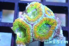 画像1: 【サンゴ】【通販】【オーストラリア産】カクオオトゲキクメイシ (Yellow・Green/Ultra)（個体販売）No.106（生体）（サンゴ） (1)