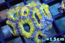 画像1: 【サンゴ】【通販】【オーストラリア産】カクオオトゲキクメイシ (Yellow/Ultra)（個体販売）No.108（生体）（サンゴ） (1)