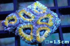 画像1: 【サンゴ】【通販】【オーストラリア産】カクオオトゲキクメイシ (Yellow/Ultra)（個体販売）No.110（生体）（サンゴ） (1)