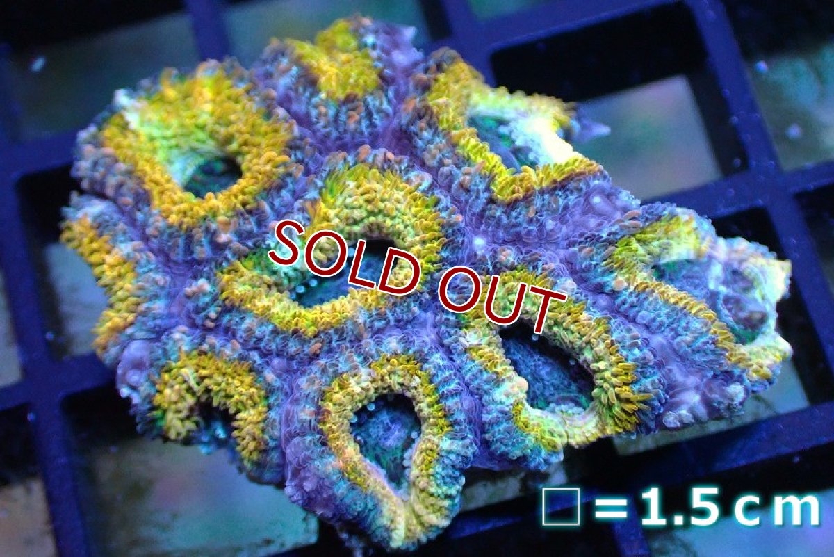 画像1: 【サンゴ】【通販】【オーストラリア産】カクオオトゲキクメイシ (Yellow/Ultra)（個体販売）No.111（生体）（サンゴ） (1)
