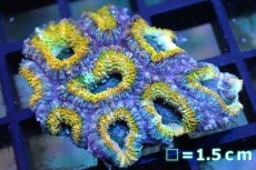 画像1: 【サンゴ】【通販】【オーストラリア産】カクオオトゲキクメイシ (Yellow/Ultra)（個体販売）No.111（生体）（サンゴ） (1)