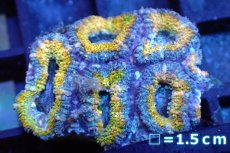 画像1: 【サンゴ】【通販】【オーストラリア産】カクオオトゲキクメイシ (Yellow/Ultra)（個体販売）No.112（生体）（サンゴ） (1)