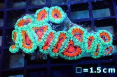 画像1: 【サンゴ】【通販】【オーストラリア産】カクオオトゲキクメイシ (Red・Green/Ultra)（個体販売）No.113（生体）（サンゴ） (1)