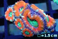 画像1: 【サンゴ】【通販】【オーストラリア産】カクオオトゲキクメイシ (Red・Green/Ultra)（個体販売）No.115（生体）（サンゴ） (1)