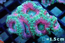 画像1: 【サンゴ】【通販】【オーストラリア産】カクオオトゲキクメイシ (Pink/Ultra)（個体販売）No.117（生体）（サンゴ） (1)