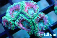 画像1: 【サンゴ】【通販】【オーストラリア産】カクオオトゲキクメイシ (Pink/Ultra)（個体販売）No.118（生体）（サンゴ） (1)